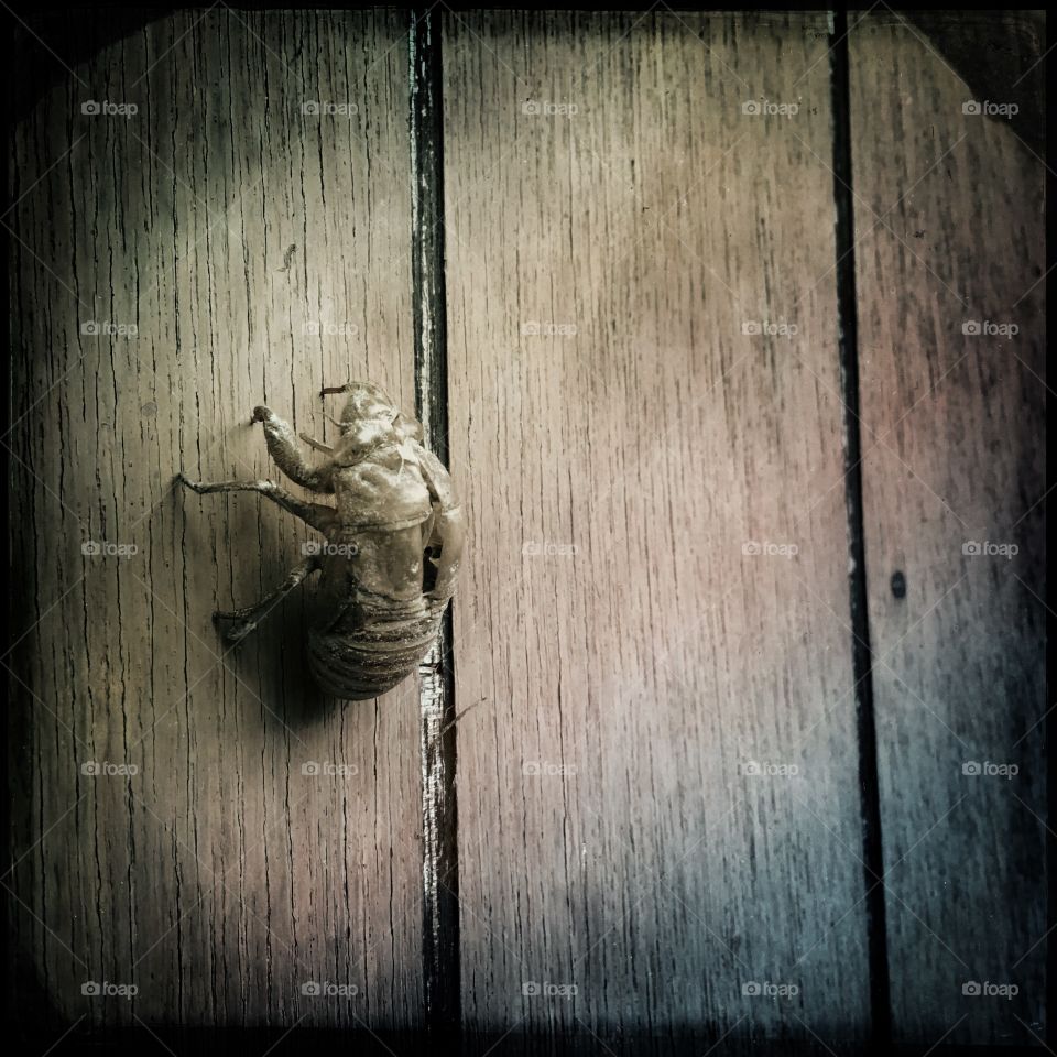 Empty shell of a cicada