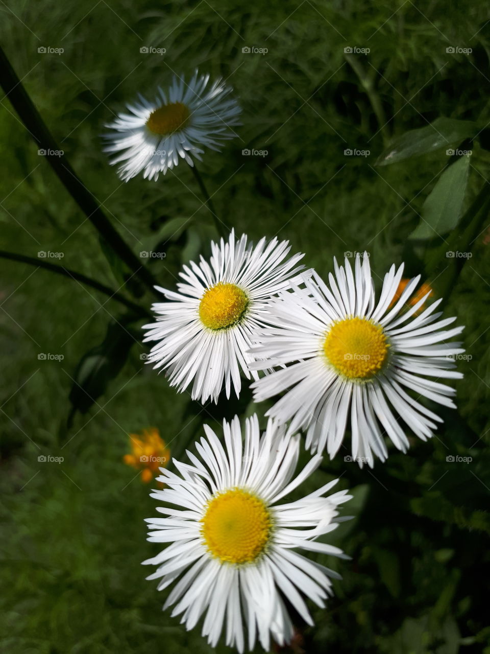 Daisy Flowers