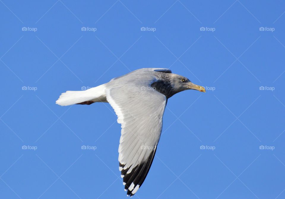 seagull flying overhead with blue skies as the background
