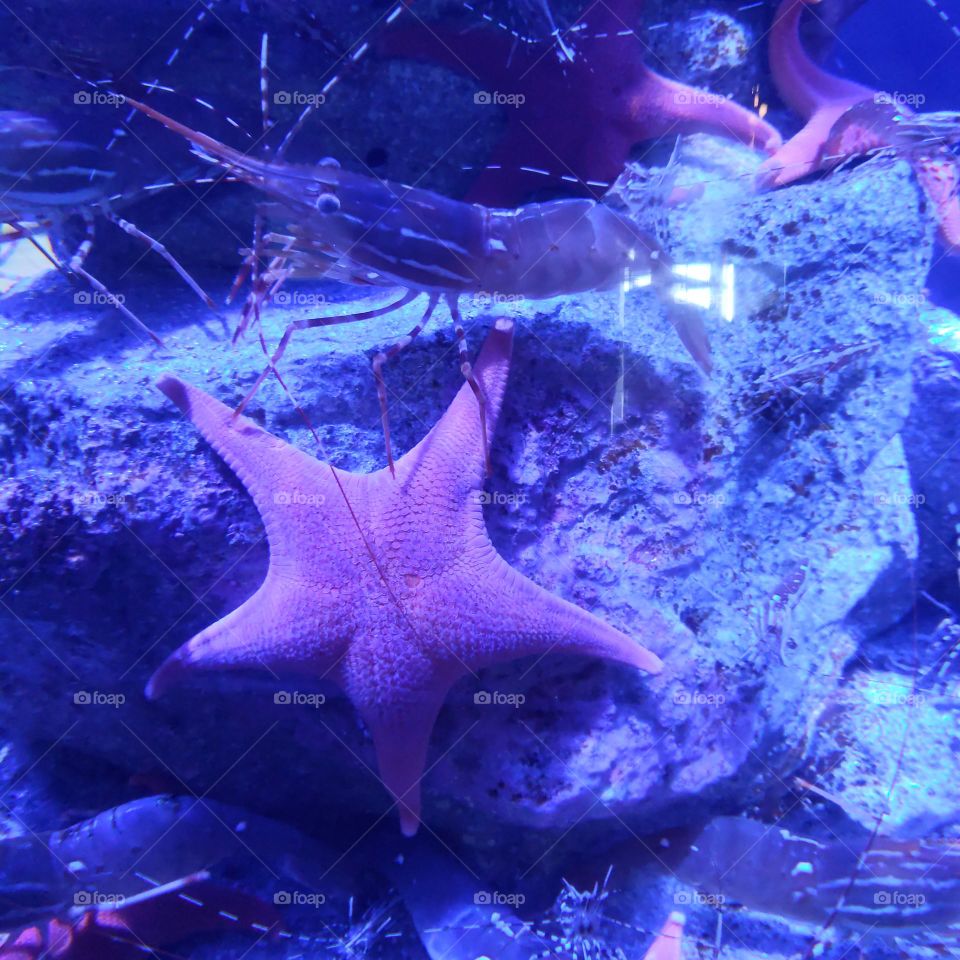 sea star
