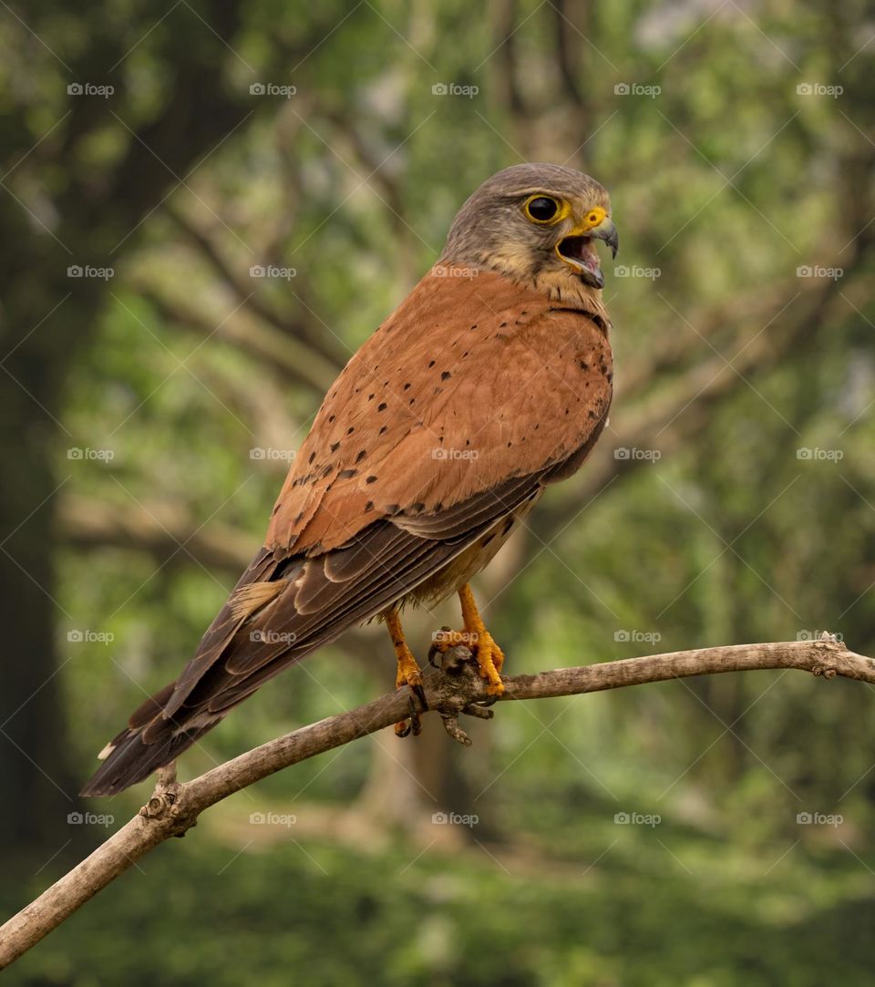 Beautiful and cute bird