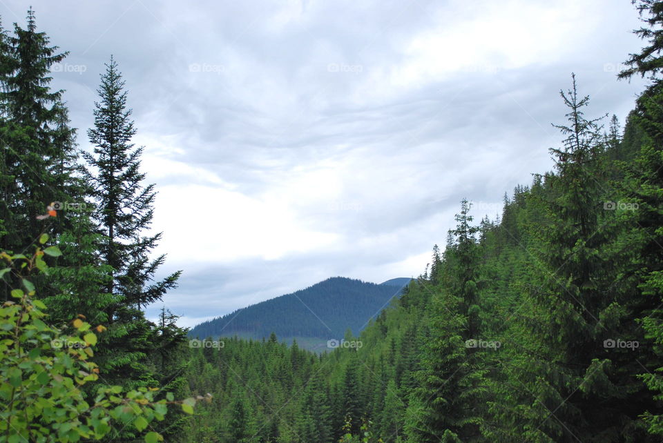 Summer Carpathian Mountains. In the forest. 