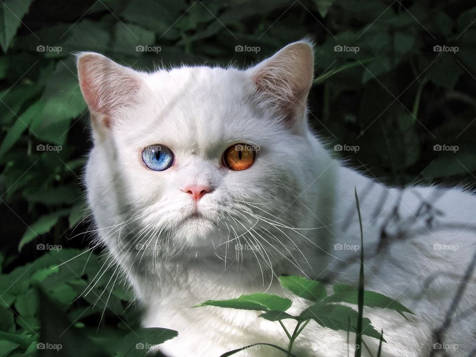 white cat with multi-colored eyes in nature