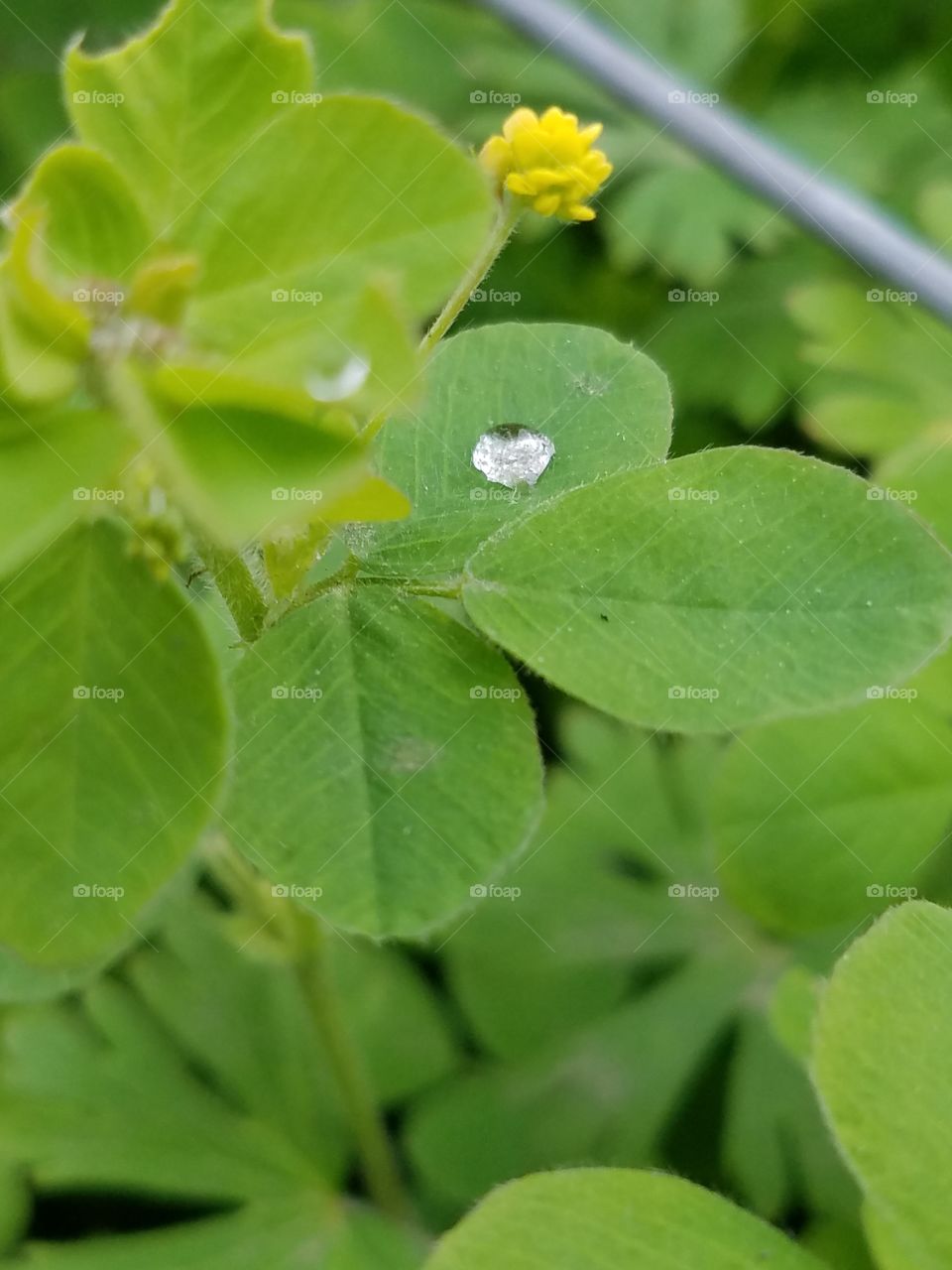 drop of water on clover