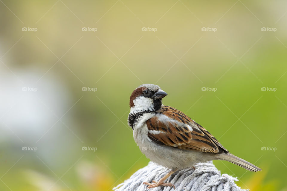 Sparrow Bird