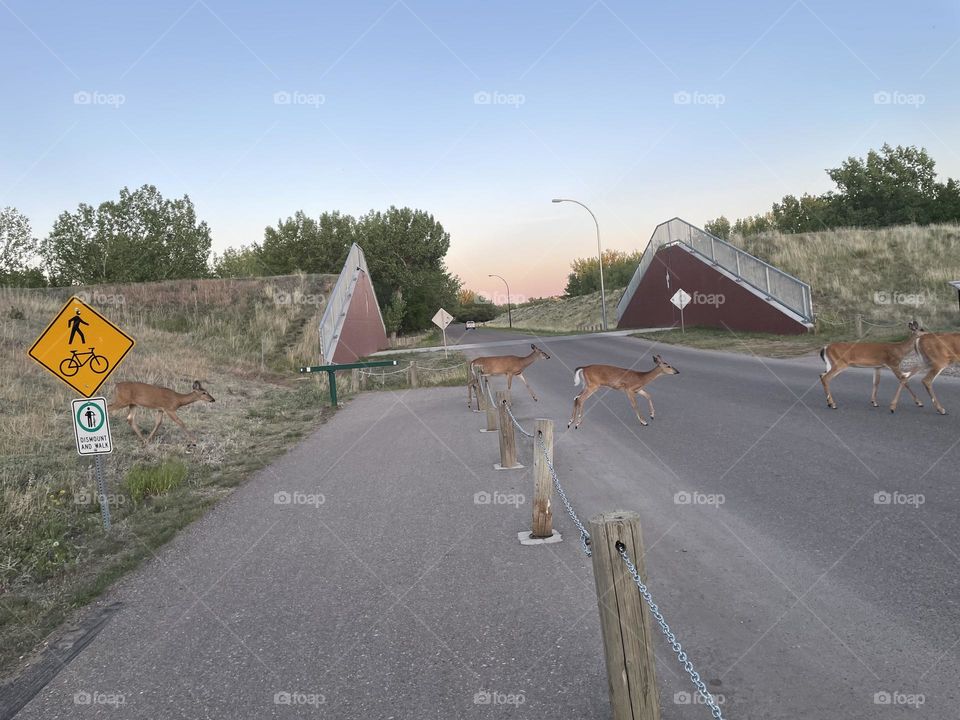 Funny, nature, landscape picture, Even the deer in Medicine Hat, Alberta, Canada, know how to use the pedestrian walkway, see the sign at the left of this picture