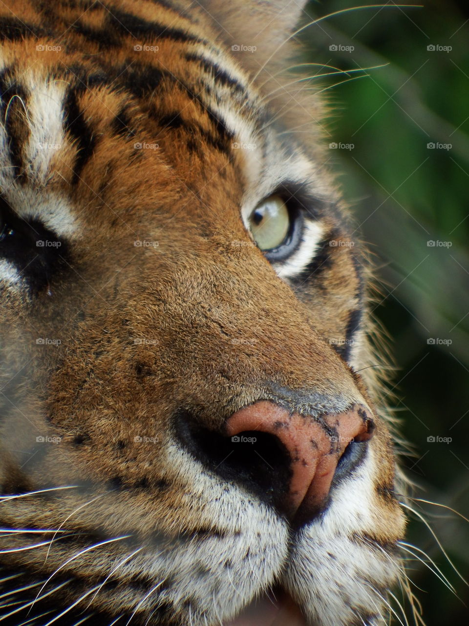 Tiger face close up from the zoo