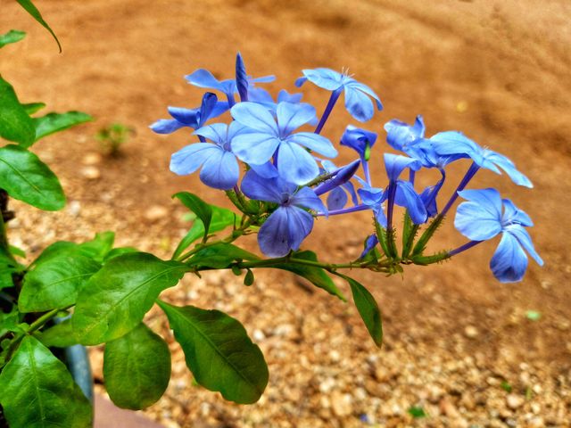 flowers