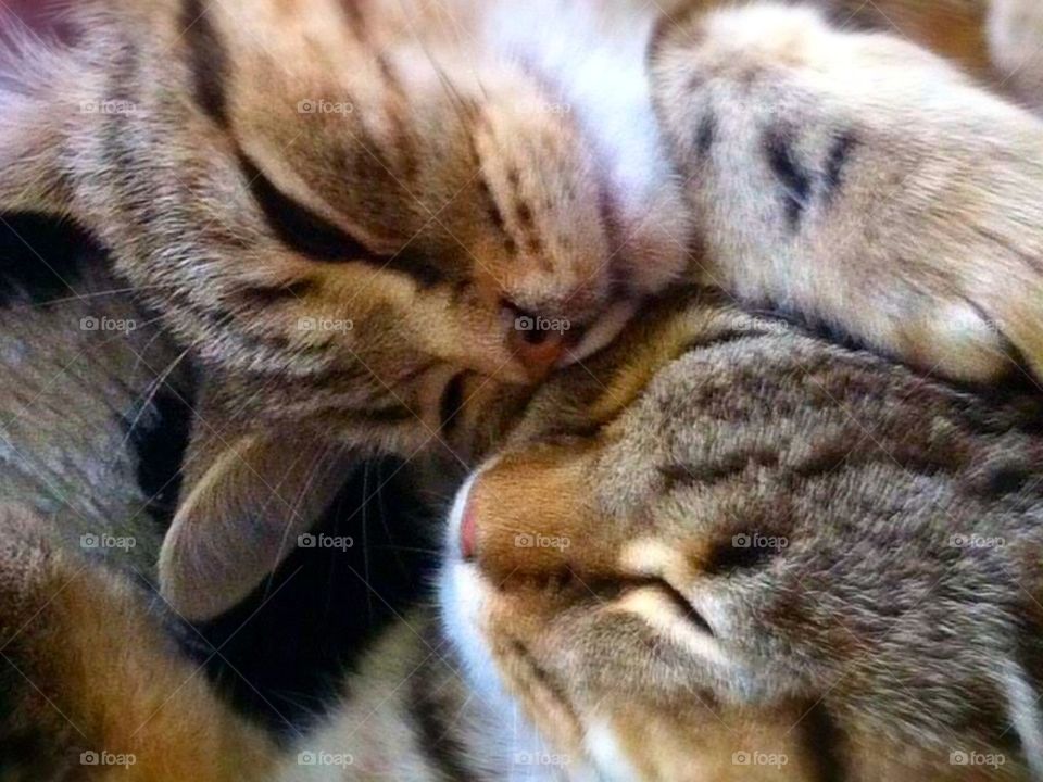 Close-up of sleeping kittens