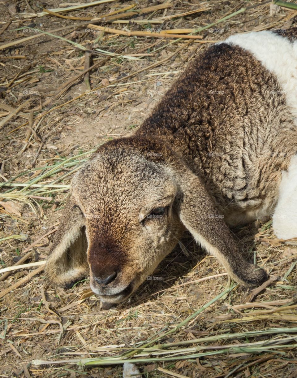 Portrait of baby goat sleeping on farm