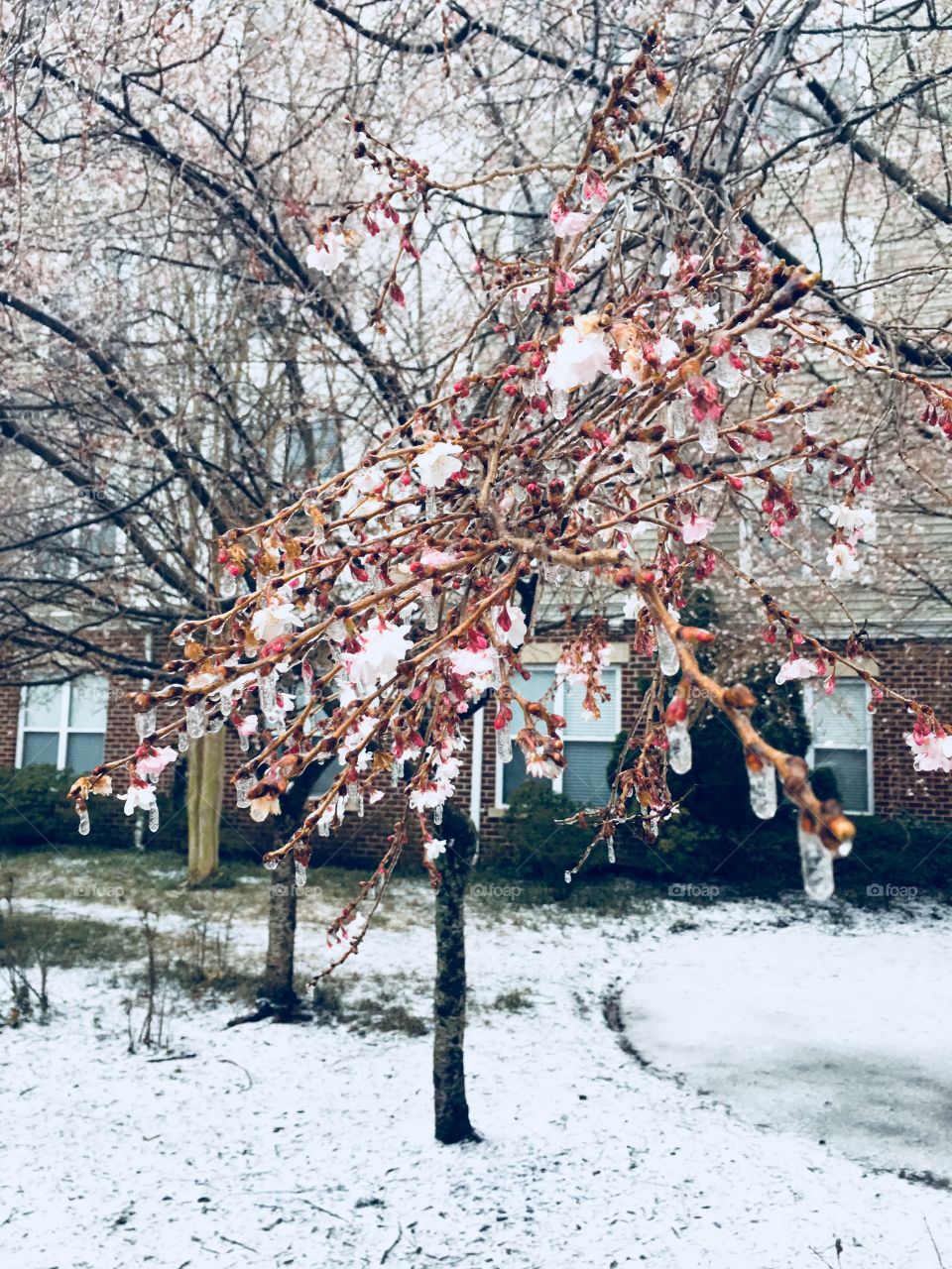 Snow and Ice on Cherry Blossoms during a winter storm outside of Washington, DC