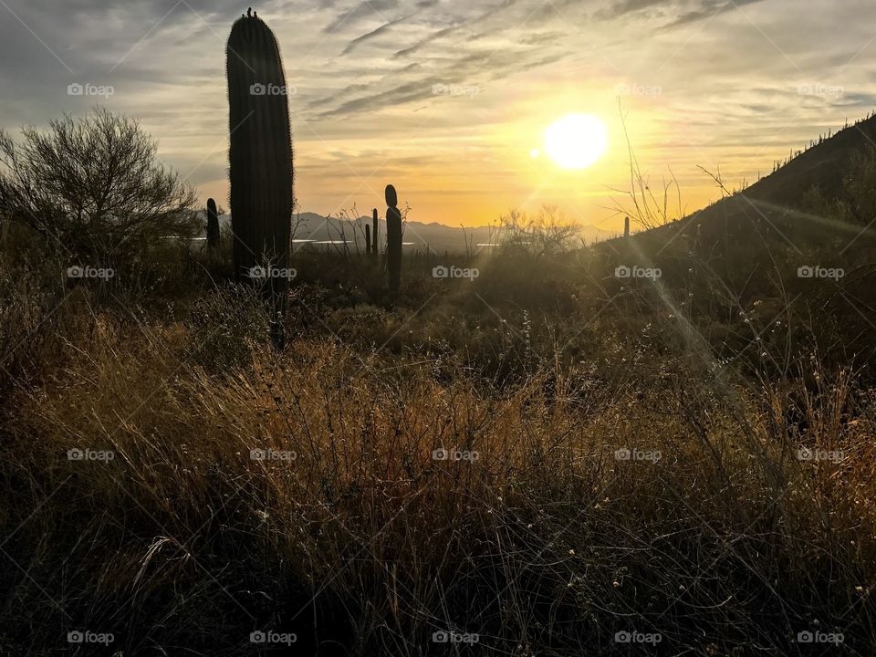 Nature - Desert Landscape 