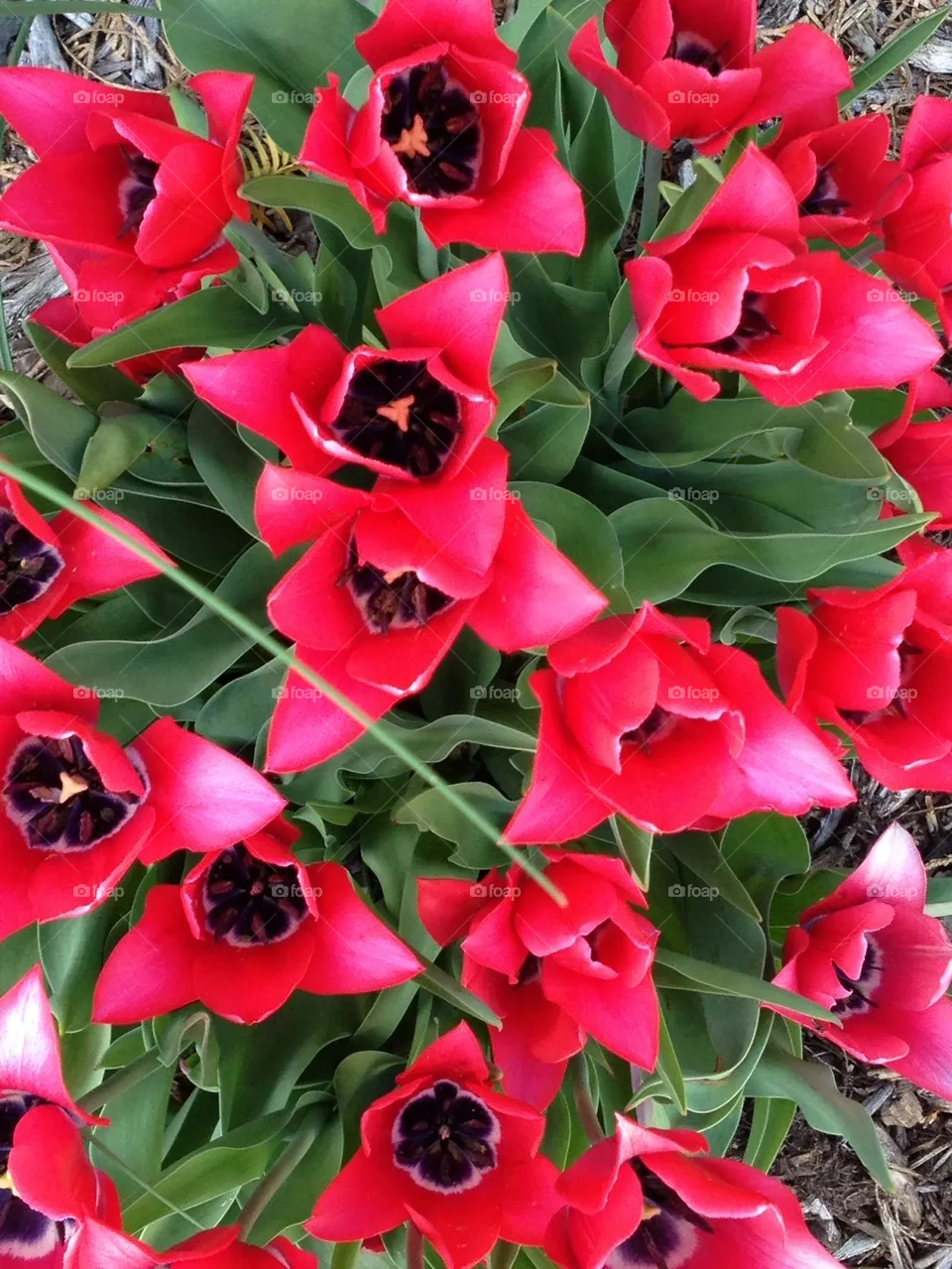 Tulips