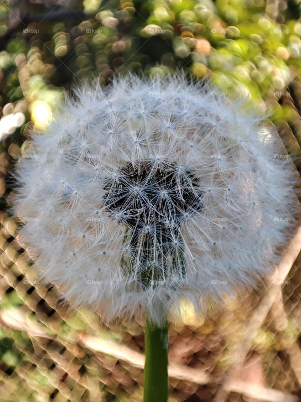 Macro photo of a dandelion / Close up photo / nature / plants / Macro shot of a dandelion in the autumn