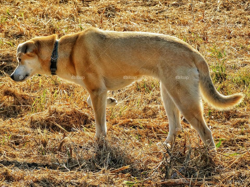 Yellow Lab At Golden Hour