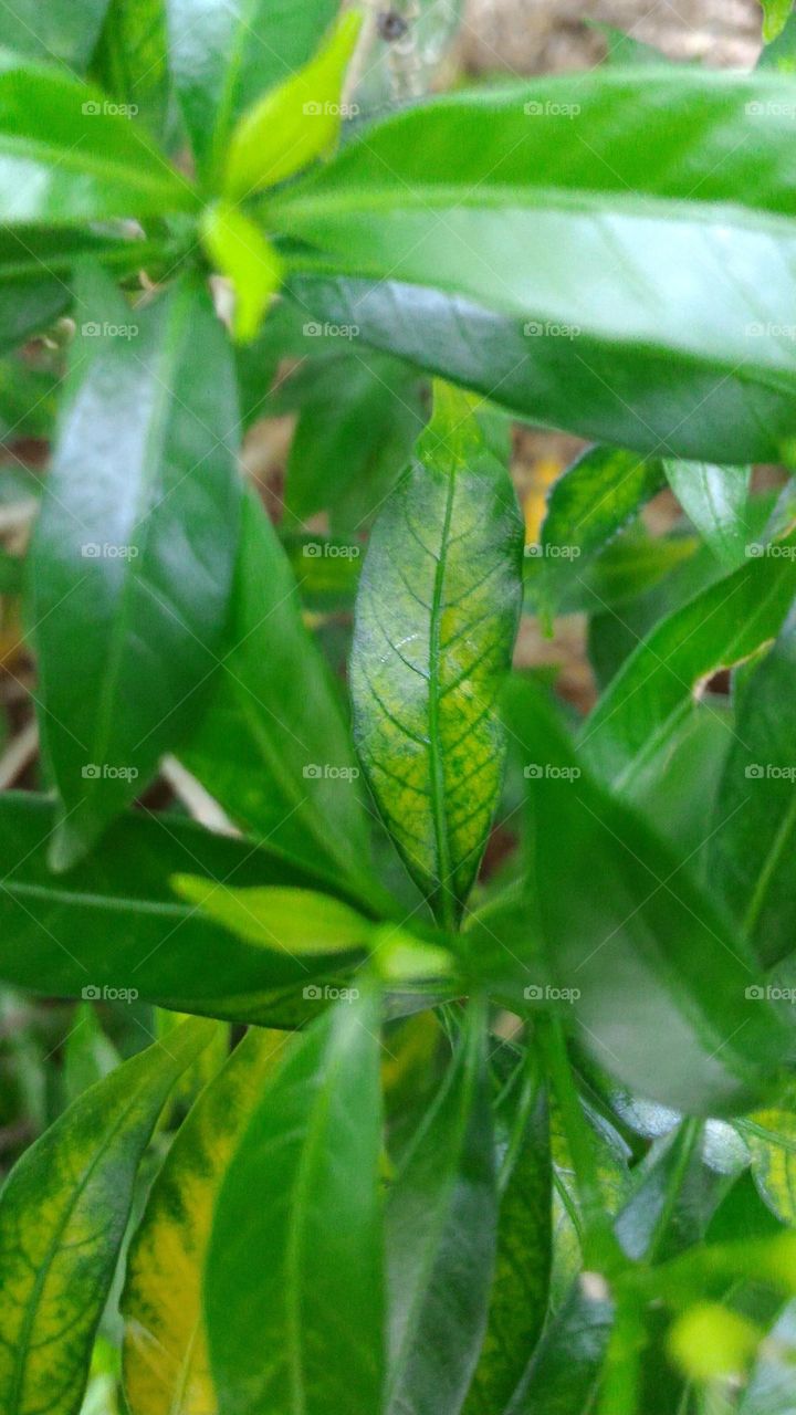 Leaf veins that look old
