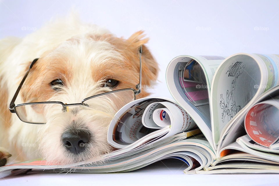 Dog with eyeglasses and magazines