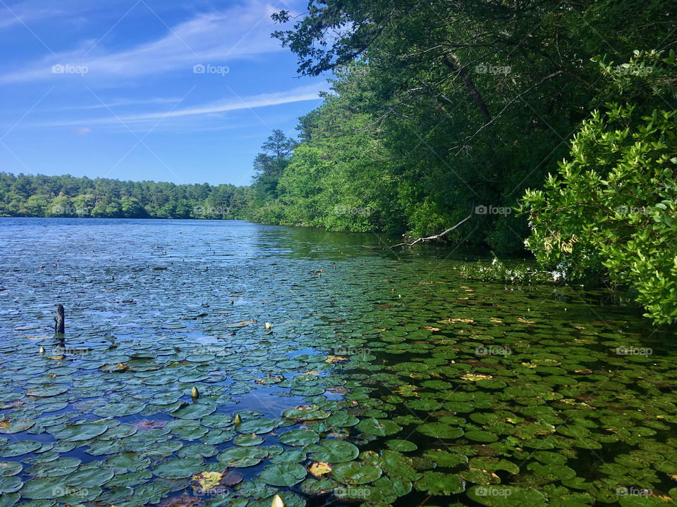 Lily pads on Sandy Pond, West Yarmouth, Cape Cod, July 2020.