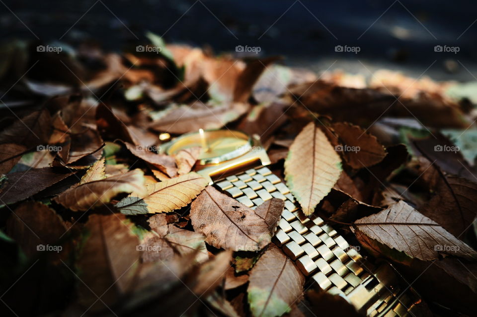 Leaf, No Person, Fall, Nature, Wood