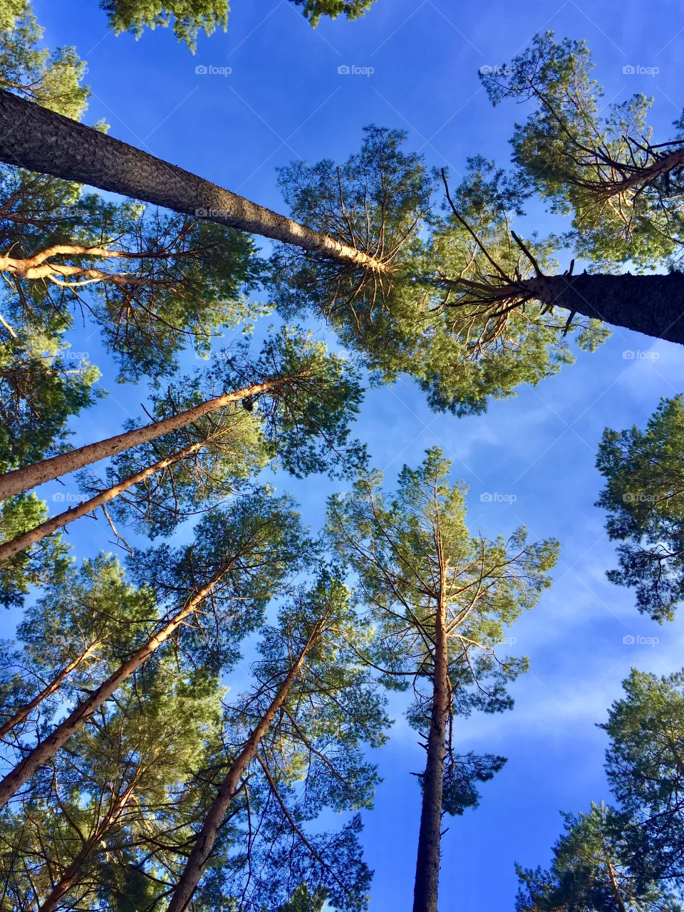 Forest