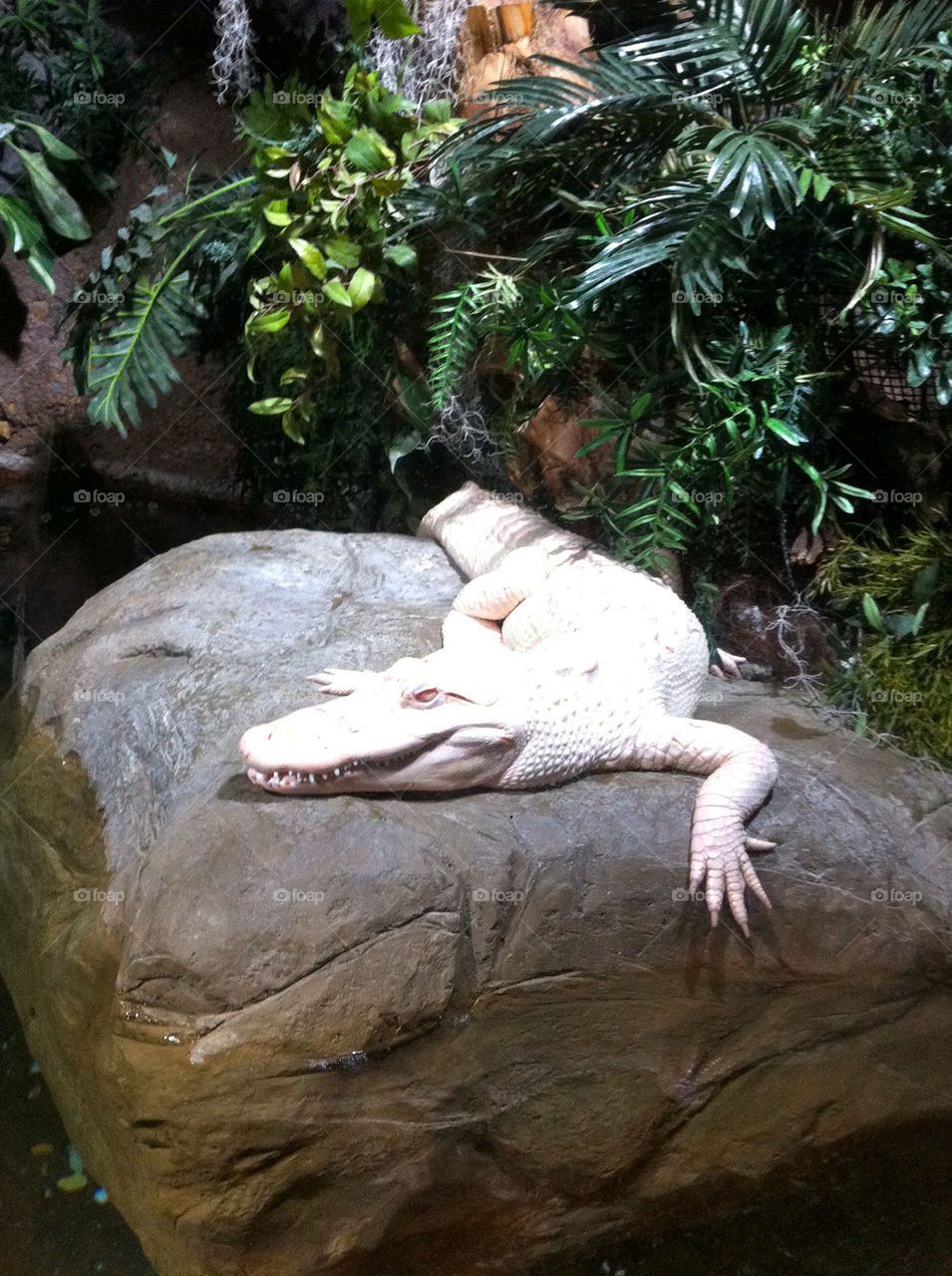 animal zoo reptile mean by cable