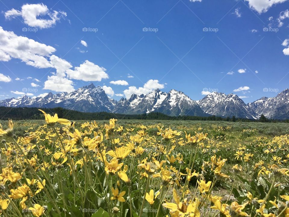 Nothing compares to the beauty of summertime flowers against the backdrop of sky high peaks 