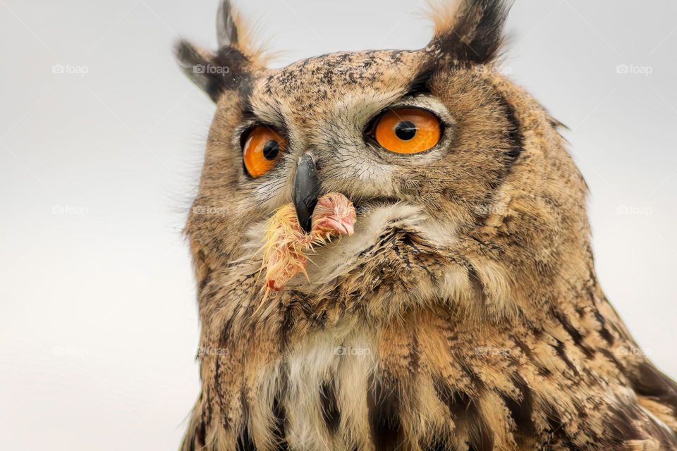 Eurasian Eagle Owl with prey in its beak