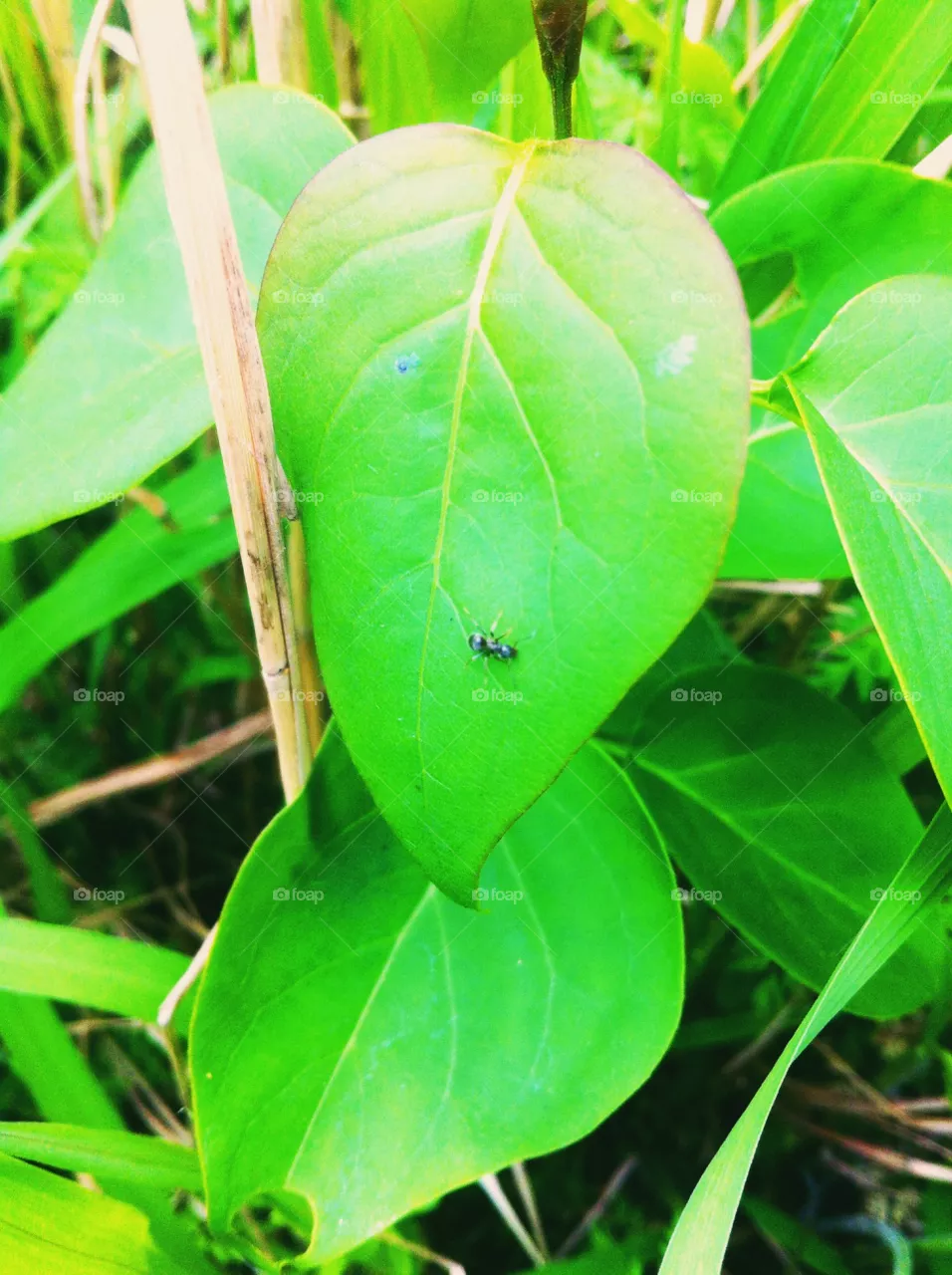 Nature