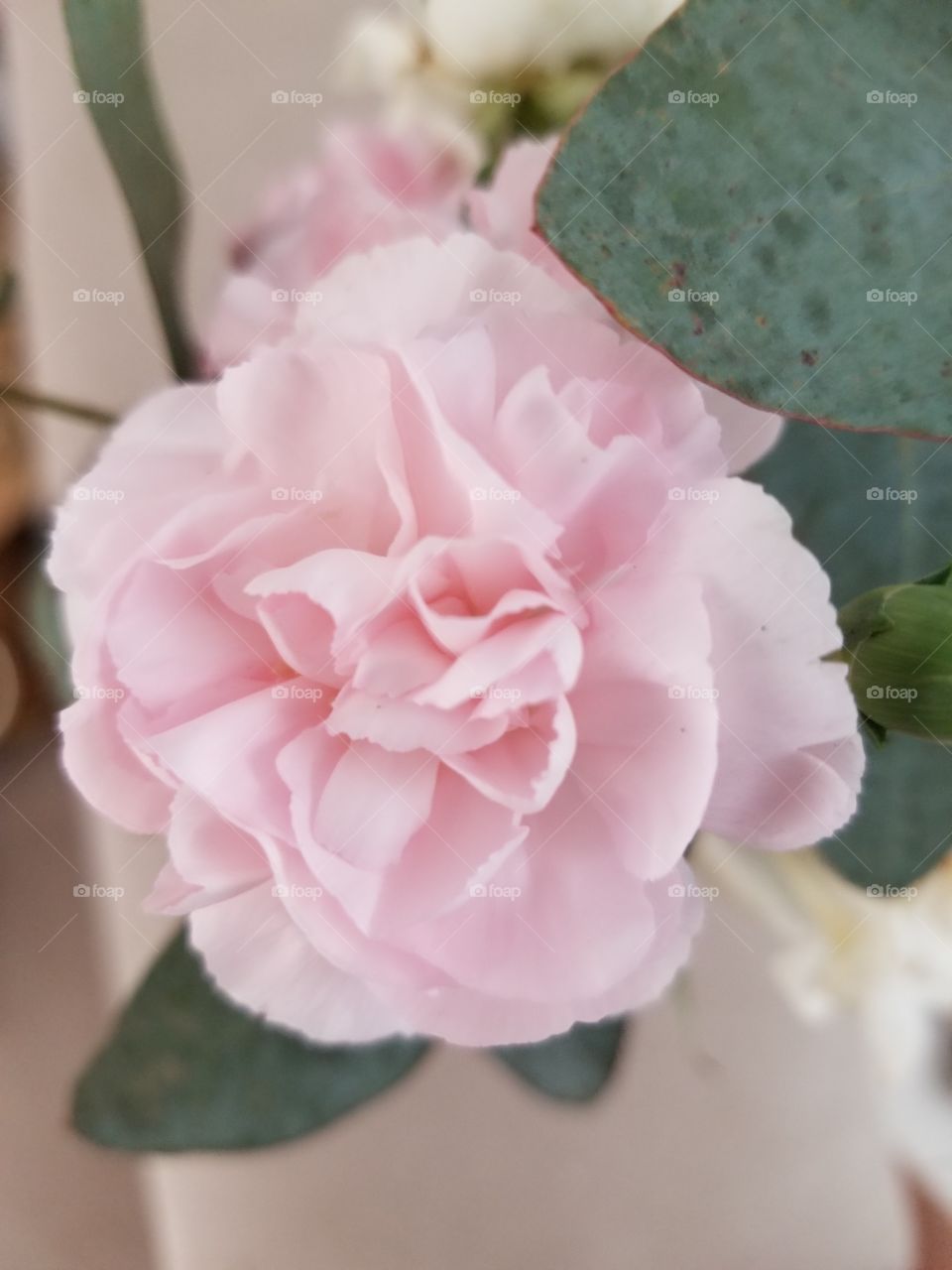 A flor rosa e perfumada.