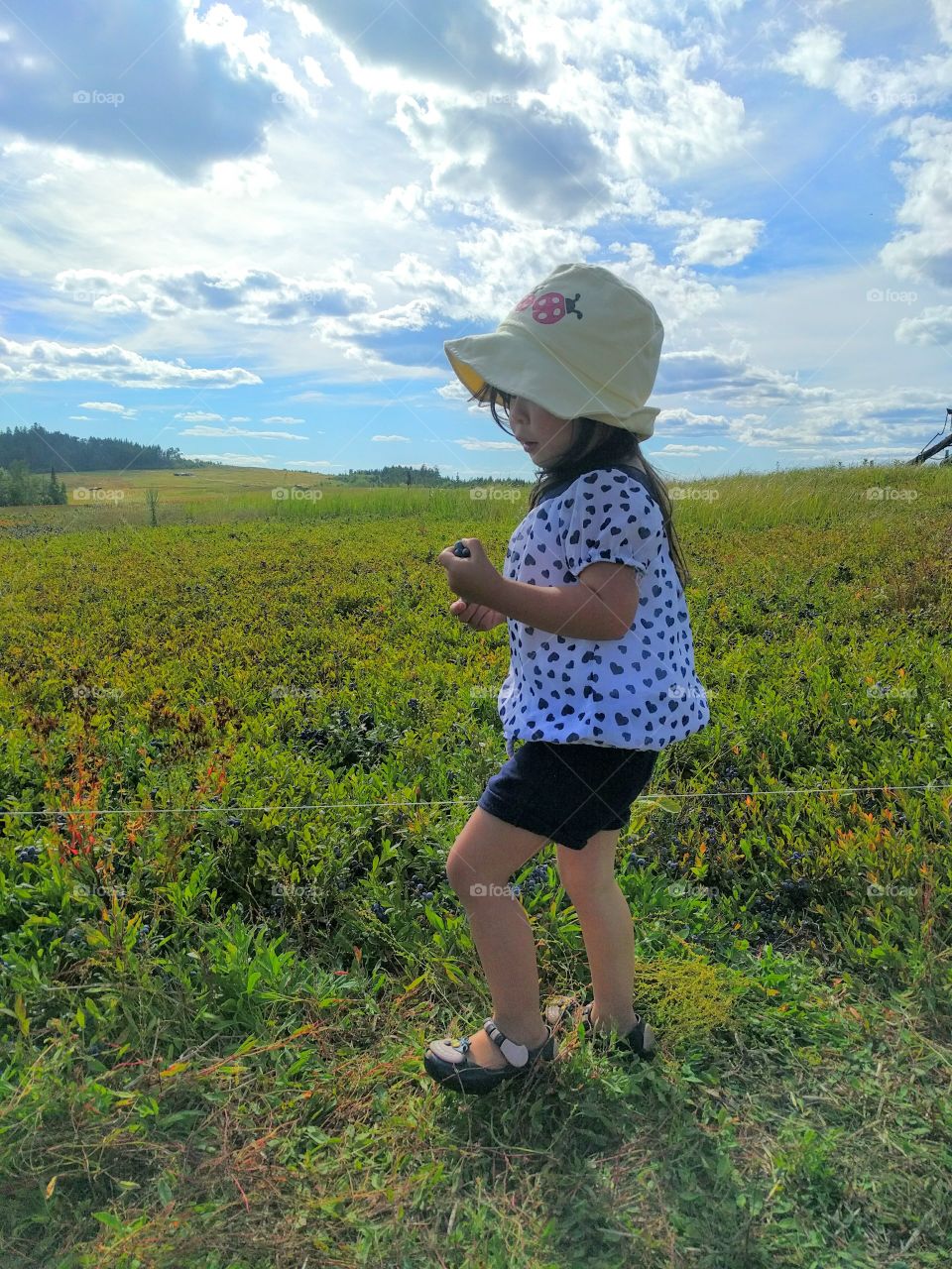 Little Blueberry Picker