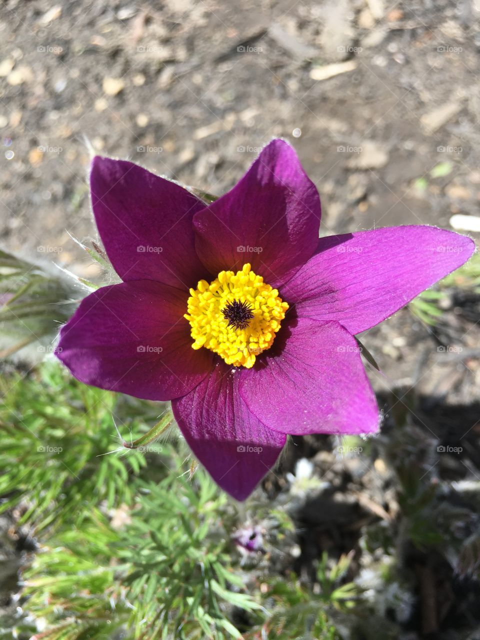 Purple flower