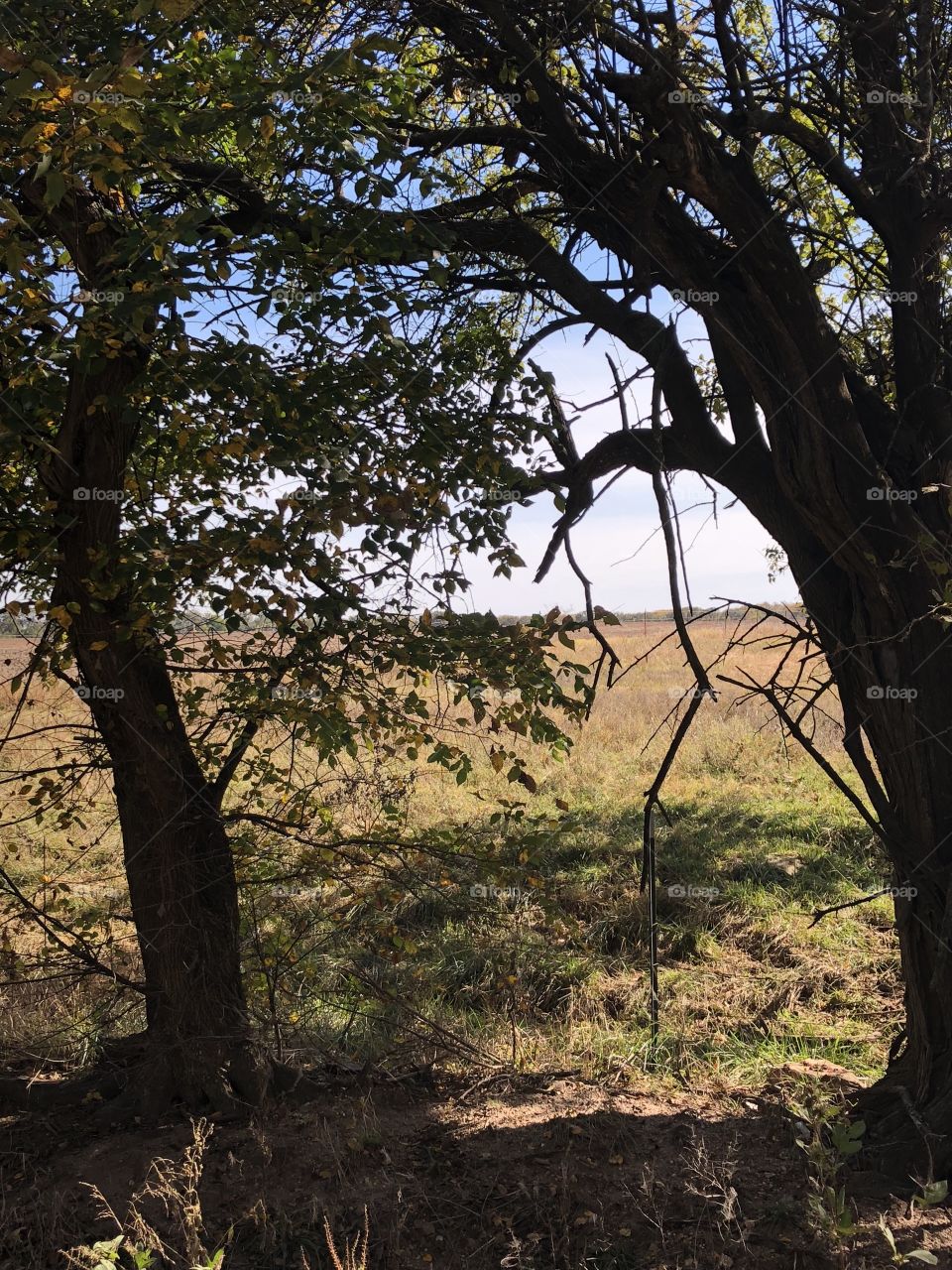 Tree area in country