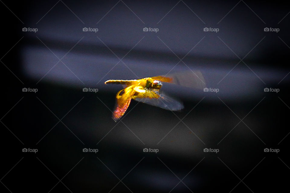 Fly fast dragonfly