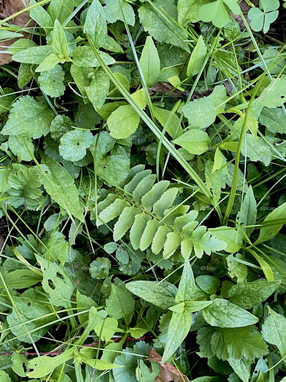 Fern among lush greenery 