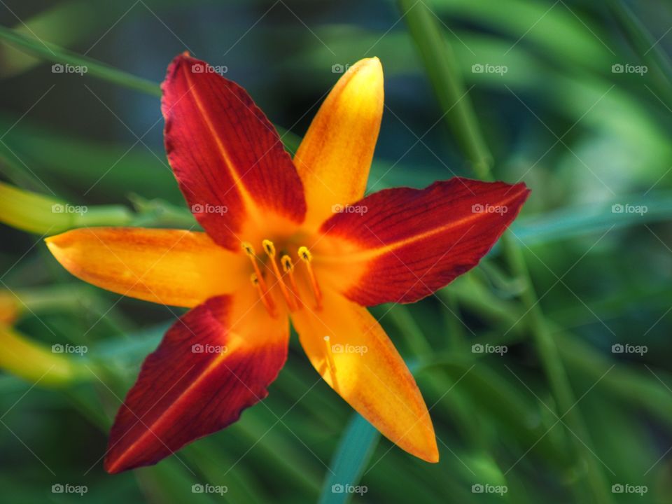 Red and yellow flower