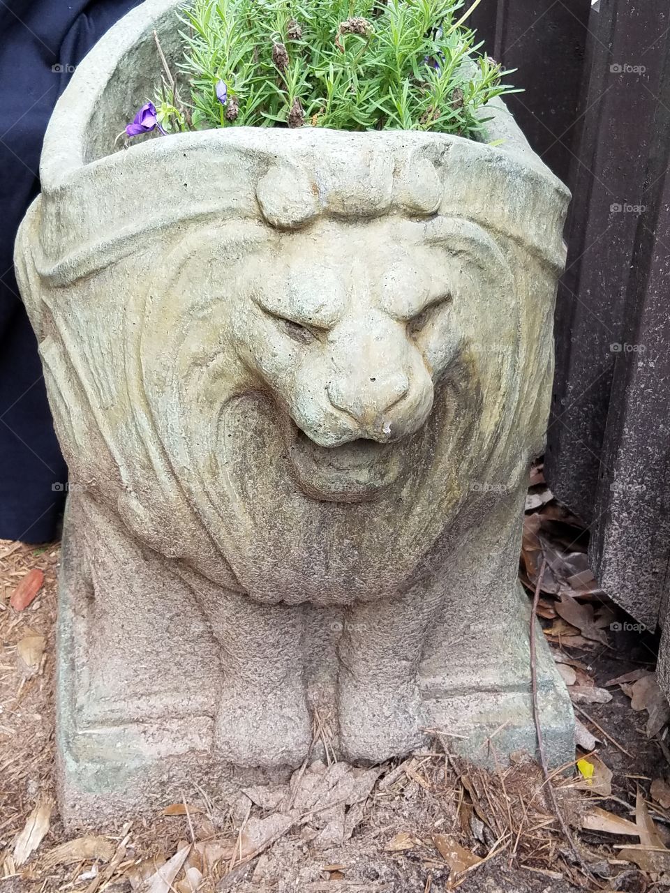 Sherwood Forest Faire pic set