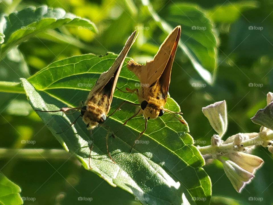 Female and male fiery skipper butterflies about to copulate. ( Hylephila phyleus )