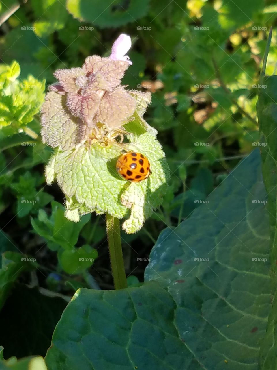 Ladybirds close-up
