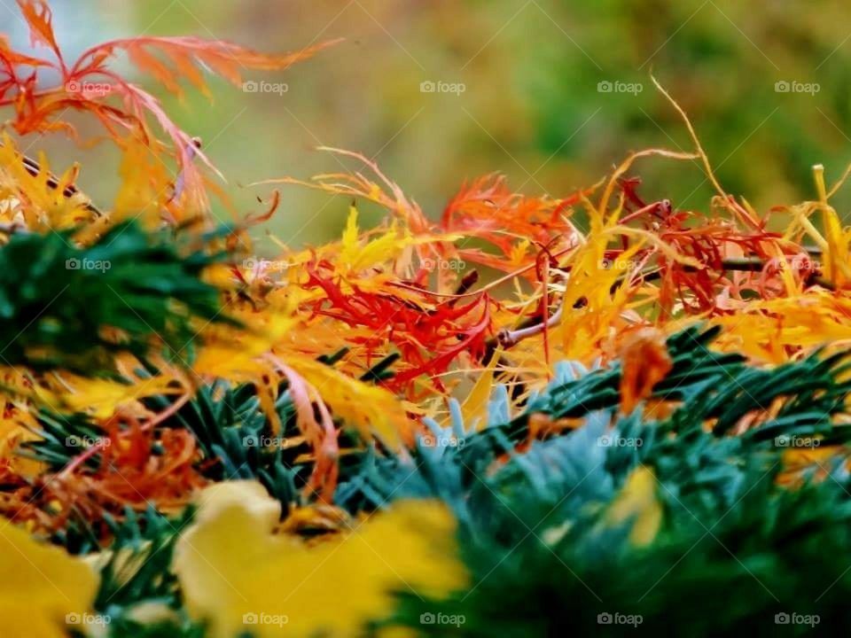 Autumn leaves on the ground