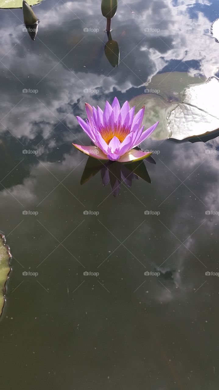 Kratong lotus flower with the reflection