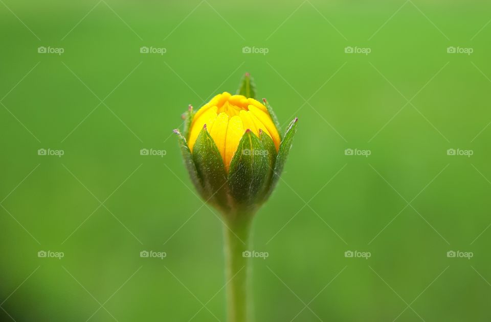 SMALL SUNFLOWER BUD