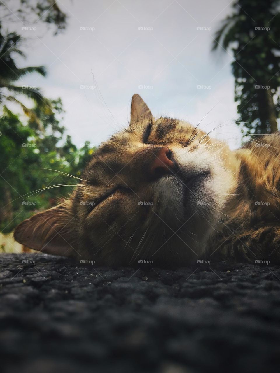 Close up of a cat sleeping peacefully on the ground