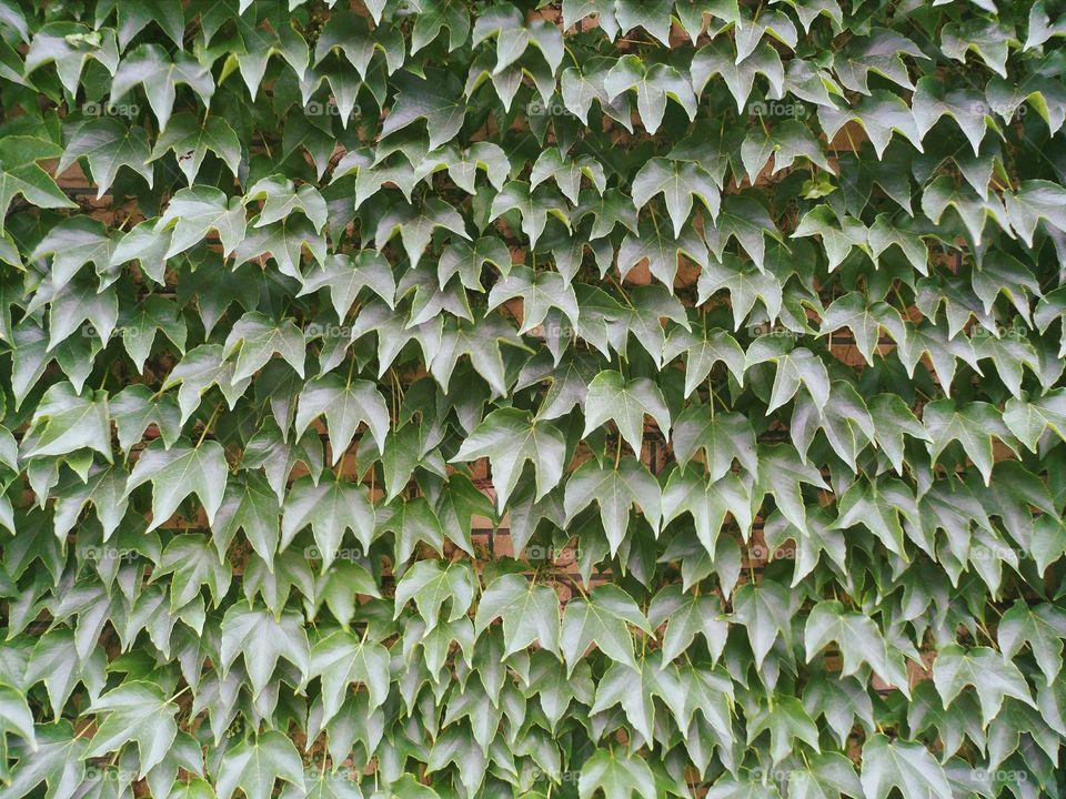 Texture of green leaf