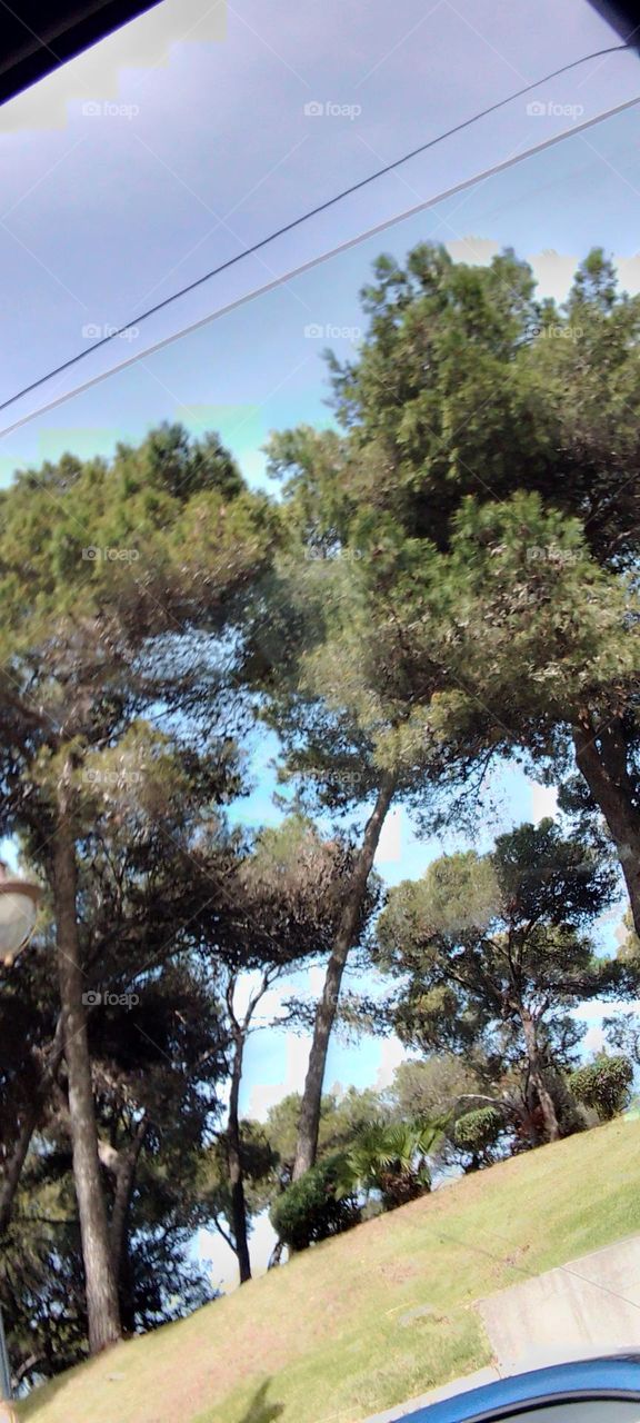 Trees grasses clear sky