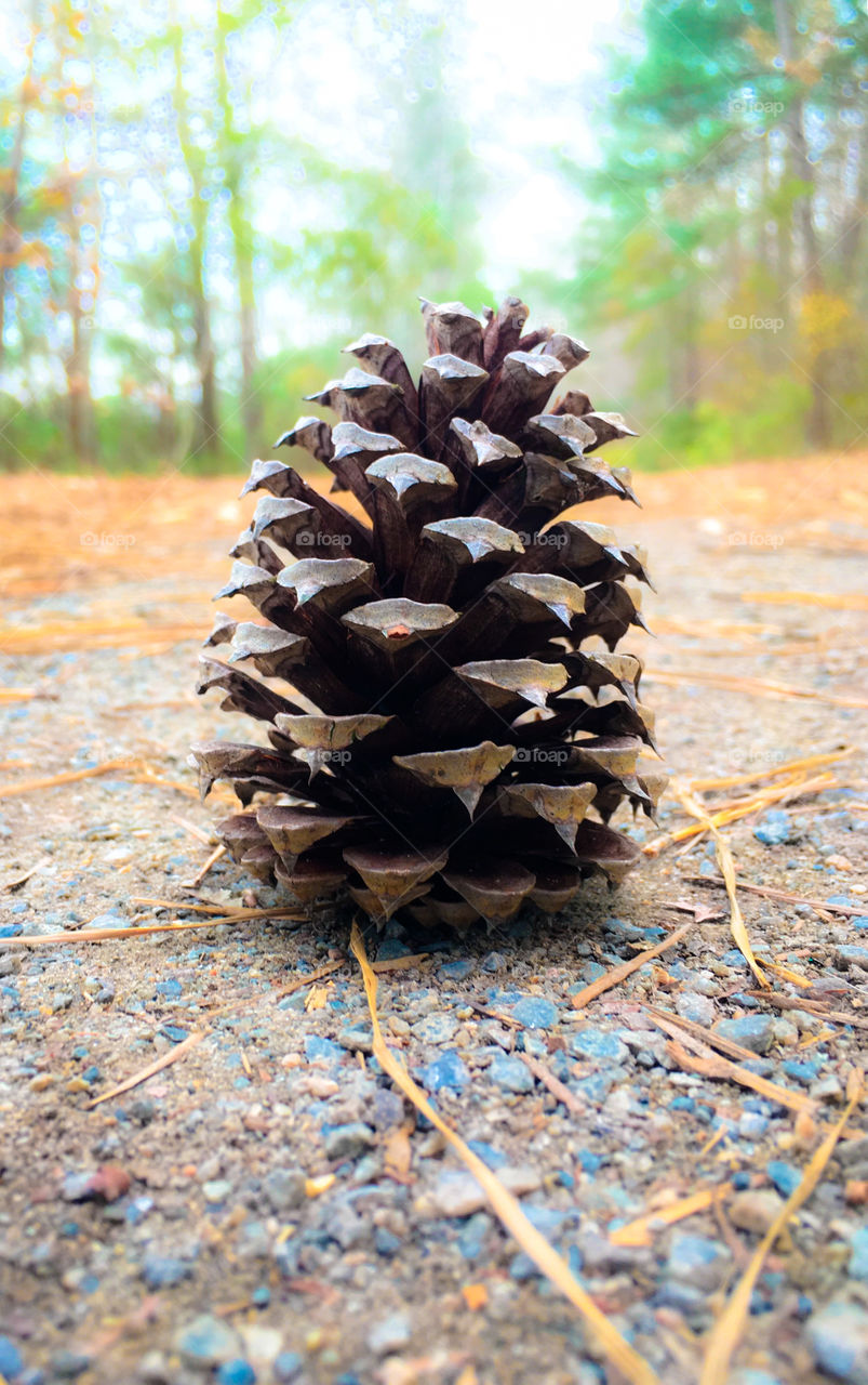 Pine cone on the walking trail