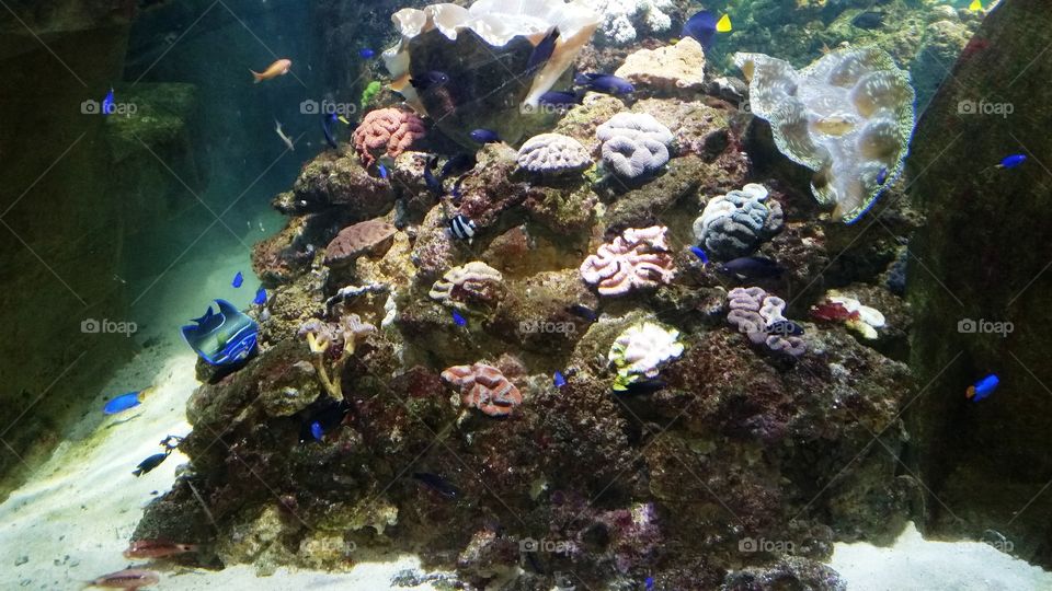 Dubai Aquarium, U.A.E.