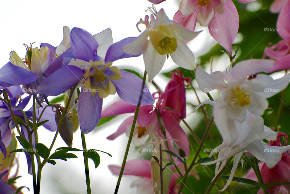 columbine