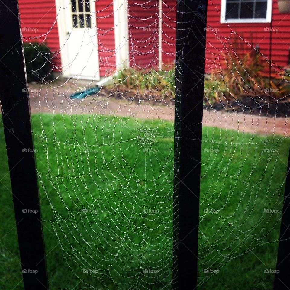 Spiderweb with morning mist