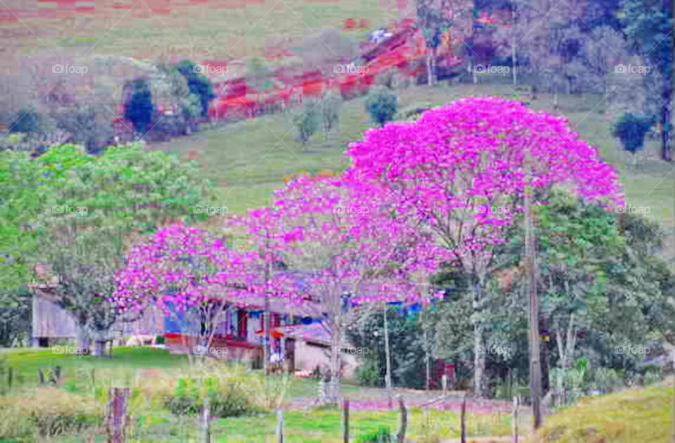 Ipês floridos