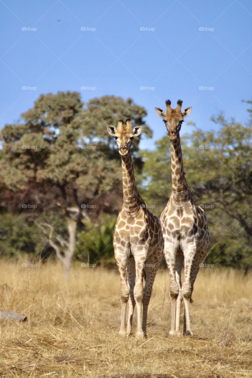 Two giraffes 